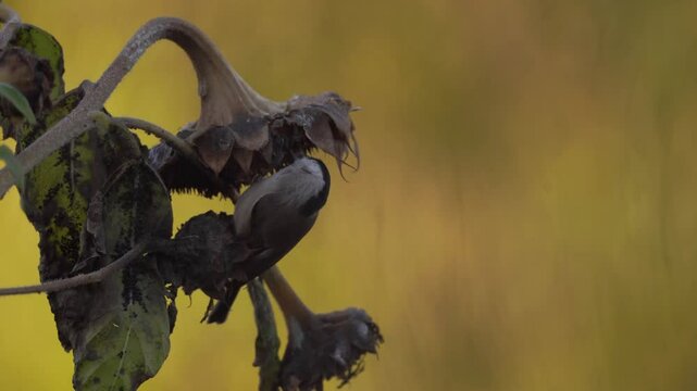 plan fixe avec zoom avant d'un moment de vie, avec une m&eacute;sange nonette se nourrissant de graines de tournesol, et se faisant chass&eacute; par une m&eacute;sange charbonni&egrave;re, le tout dans un bokeh magnifique dor&eacute;