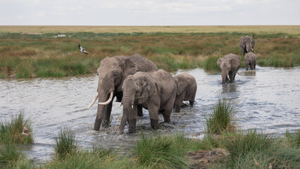 Obraz premium Elephants crossing water, Serengeti National Park, Tanzania