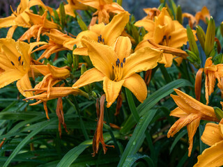 Obraz premium Amur Daylily