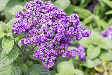 Beautiful common heliotrope (Heliotropium peruvianum) flowers.