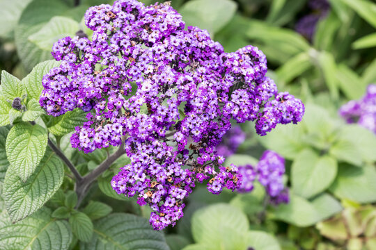 Beautiful common heliotrope (Heliotropium peruvianum) flowers.