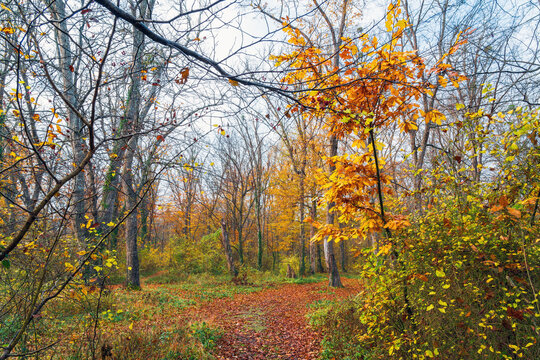 A path strewn with dry leaves in a yellow autumn forest