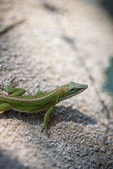 Fototapeta premium Lizard on stone