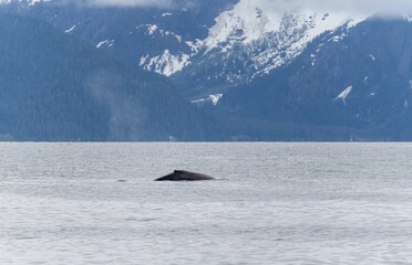 Obraz premium Humpback whale in Alaskan waters with mountain backdrop.