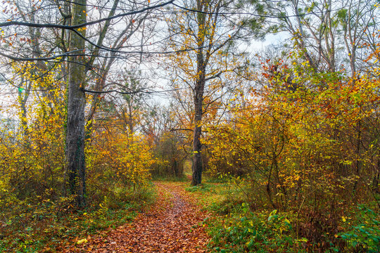 A path strewn with dry leaves in a yellow autumn forest