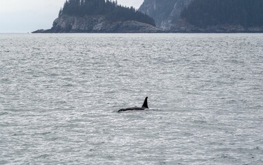 Naklejka premium Orca swimming in the ocean with island backdrop.