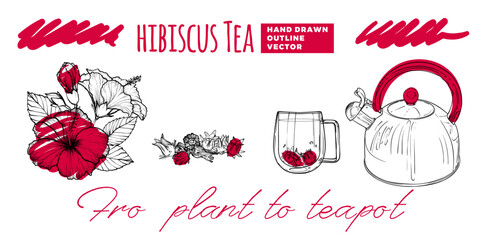 Line art tea from plant to pot. Hand drawn vector tea illustration. Hibiscus tea design for online and print tea projects. Outline line art with flat colored details for bar or cafe menu designs.  © Muza