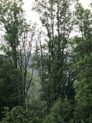 Fototapeta premium Grüne Bäume und Waldlandschaft an einem bewölkten Tag