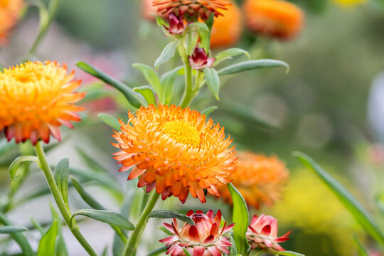 Beautiful strawflowers (xerochrysum bracteatum).
