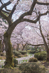 Fototapeta premium The cherry blossom season in Japan, known as 