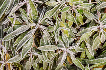 Close-up of frosted evergreen sage leaves in winter, creating a textured pattern.