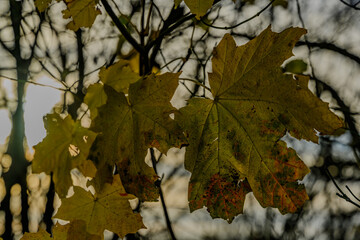 Ahornblätter im Herbst