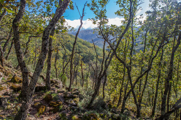 Chesnut grove at early autumn season, Caceres, Spain