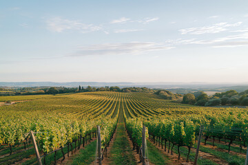 Obraz premium Expansive vineyard landscape at sunset showcasing rows of grapevines and lush hills