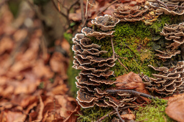 vista macro di un grande gruppo di funghi color marrone scuro e dal bordo chiaro cresciuti su un...
