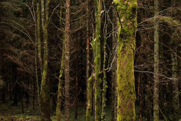 vista dettagliata dei tronchi di vari abeti in un bosco di montagna, coperti di muschio verde, di...