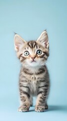 Obraz premium Curious manx cat stands against blue background