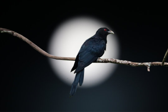 Cuckoo Koyal bird.moon background