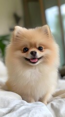 Playful pomeranian puppy home pet photography indoor close-up joyful moments