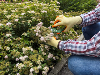 Woman in gardening gloves pruning bush flower with secateurs in a garden greenhouse, closeup