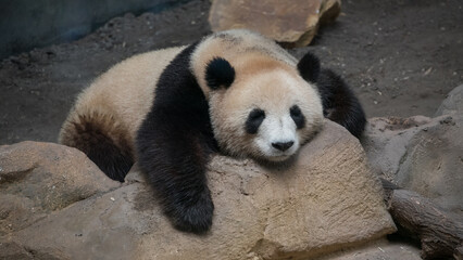 Obraz premium Giant panda, Beauval zoo, France