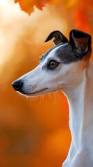 Obraz premium Whippet portrait soft orange background animal photography