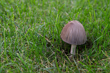 champignon brun sur pelouse