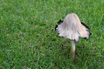 Champignon sur pelouse