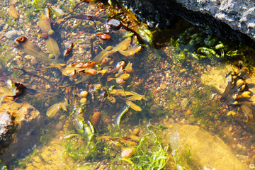 Marine Seaweed Growing in a Coastal Rock Pool.