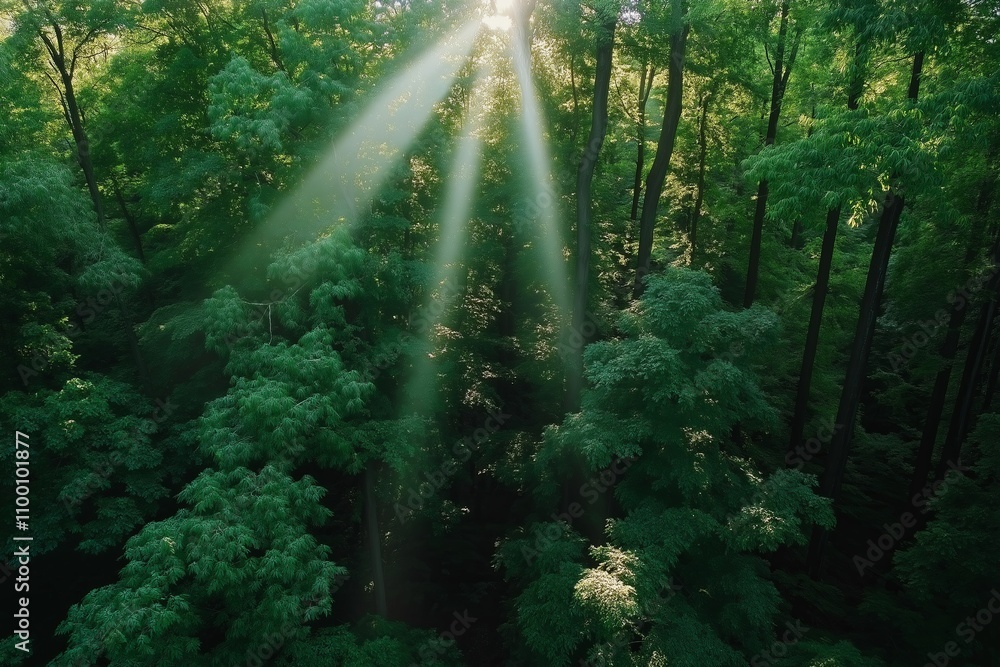 Poster a dense forest viewed from above with sunlight breaking through the canopy in beams