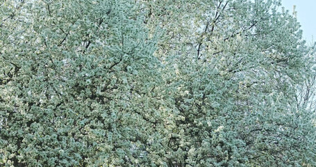 Crown of a flowering tree against the blue sky. White flowers. Beautiful tree, springtime bloom