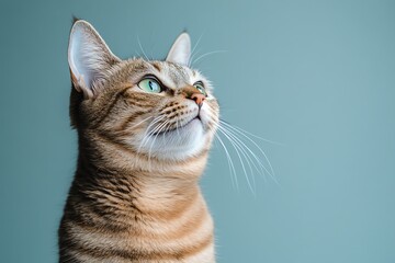 Close-up portrait of a curious tabby cat.