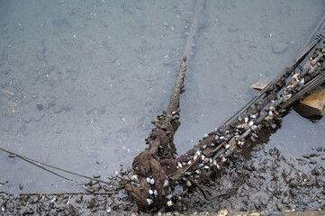 Naklejka premium Rusty Chain Entwined with Mussels in Shallow Water