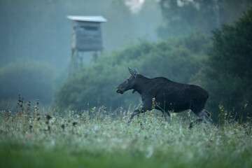 Tytuł: Łoś (Alces alces) moose © Bartosz Rakoczy