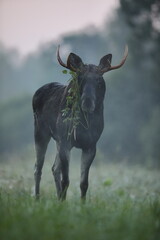 Tytuł: Łoś (Alces alces) moose