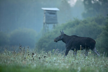 Tytuł: Łoś (Alces alces) moose © Bartosz Rakoczy