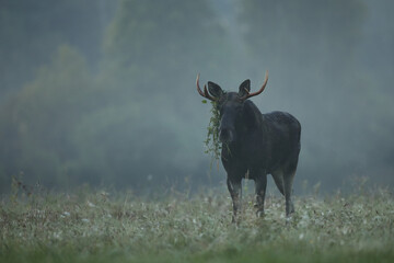 Tytuł: Łoś (Alces alces) moose © Bartosz Rakoczy