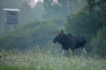 Tytuł: Łoś (Alces alces) moose © Bartosz Rakoczy