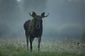 Tytuł: Łoś (Alces alces) moose