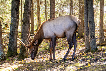A deer is grazing in a forest
