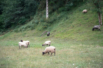 Fototapeta premium Four white merino sheep and goats with black feet and a cowbell grazing quietly in a group