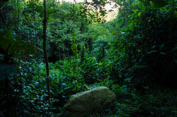 Fototapeta premium Nature's Haven: The Majestic Beauty of Pedra Grande in São Paulo.