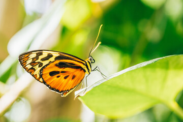 Obraz premium Butterfly-Heliconius ismenius butterfly on green leaf