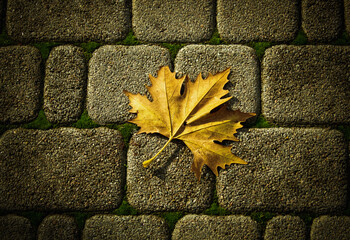 leaves on stone wall