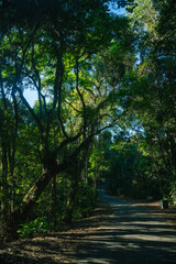 Obraz premium Nature's Haven: The Majestic Beauty of Pedra Grande in São Paulo.