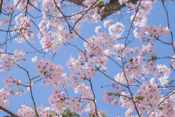 The cherry blossom season in Japan, known as "sakura," typically occurs in spring, drawing large crowds to witness the delicate pink flowers in full bloom.