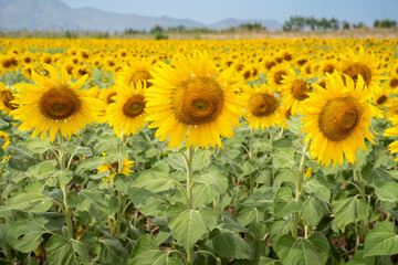 Sunflower in the field at Lopburi, Thailand
