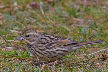 Fototapeta premium Black-faced Bunting (Emberiza spodocephala), subspecies Masked Bunting (formerly Emberiza personata) in winter plumage at the Tokyo Port Wild Bird Park, Tokyo, Japan.
