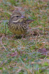 Fototapeta premium Black-faced Bunting (Emberiza spodocephala), subspecies Masked Bunting (formerly Emberiza personata) in winter plumage at the Tokyo Port Wild Bird Park, Tokyo, Japan.