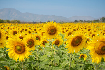Sunflower in the field at Lopburi, Thailand